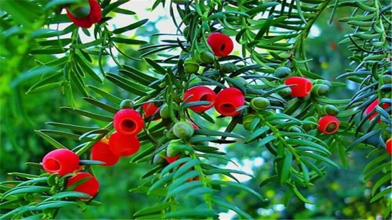 红豆杉的种子有什么作用？
