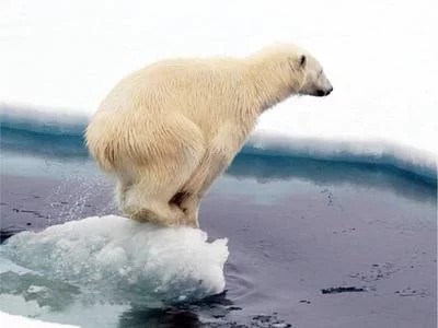 为什么南极没有熊？