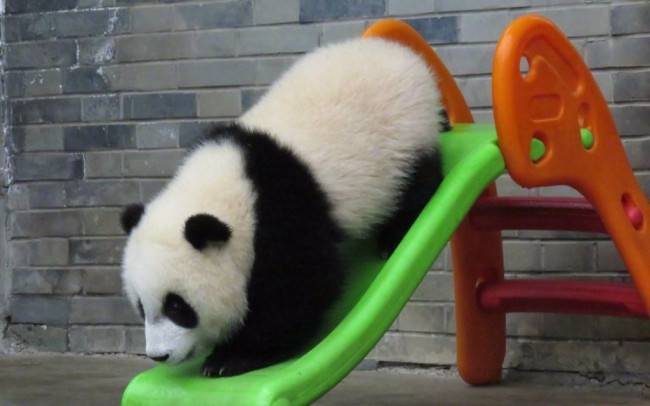 中国目前一共有多少只大熊猫?