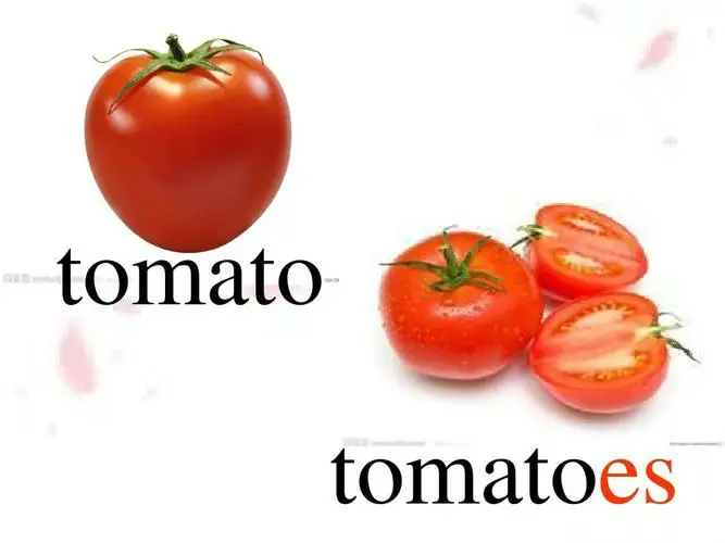 tomato的复数形式是什么?