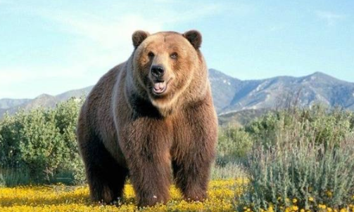 人熊是什么动物呢?