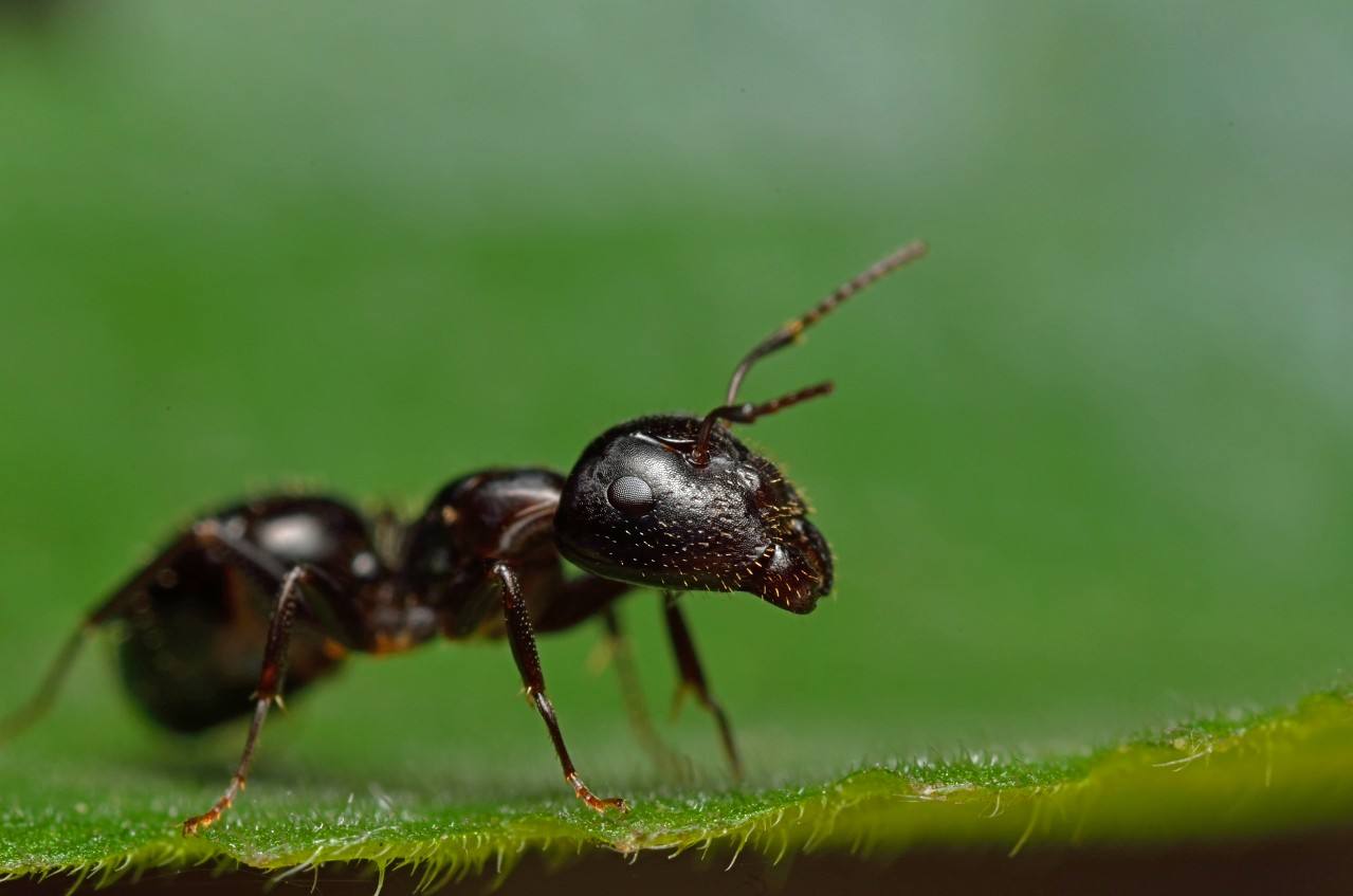 歇后语“热锅上的蚂蚁”的下一句是什么