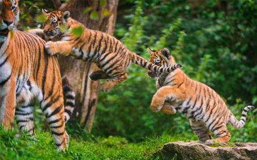 两只老虎出逃咬死饲养员均被击毙，老虎为何会轻易出逃？