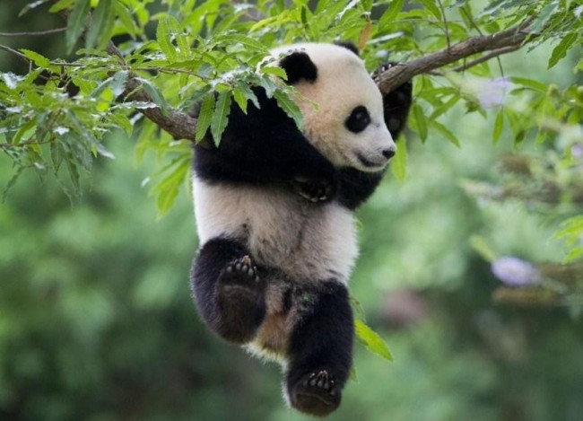 关于大熊猫的资料有哪些