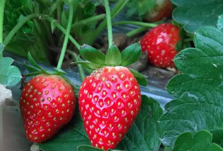 “草莓”用英语怎么读？
