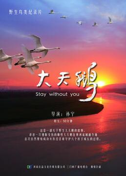 跪求大天鹅2017年上映的由孙宁主演的在线免费播放资源