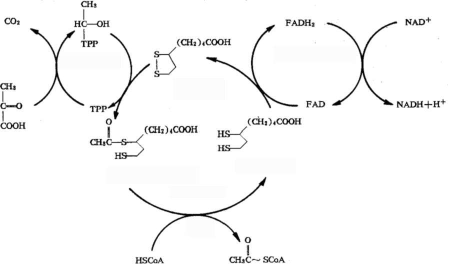 丙酮酸脱氢酶复合体的介绍