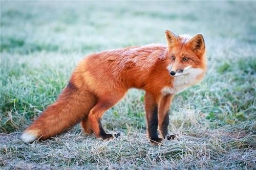 狐狸的拼音是什么