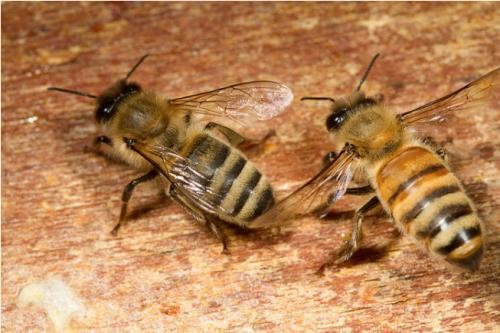 仓蜂是什么蜂