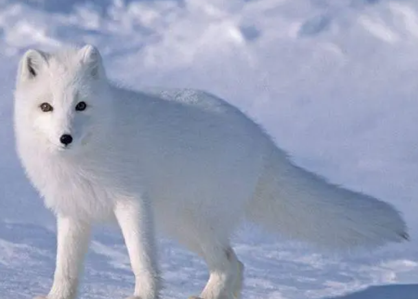白狐狸是保护动物吗?