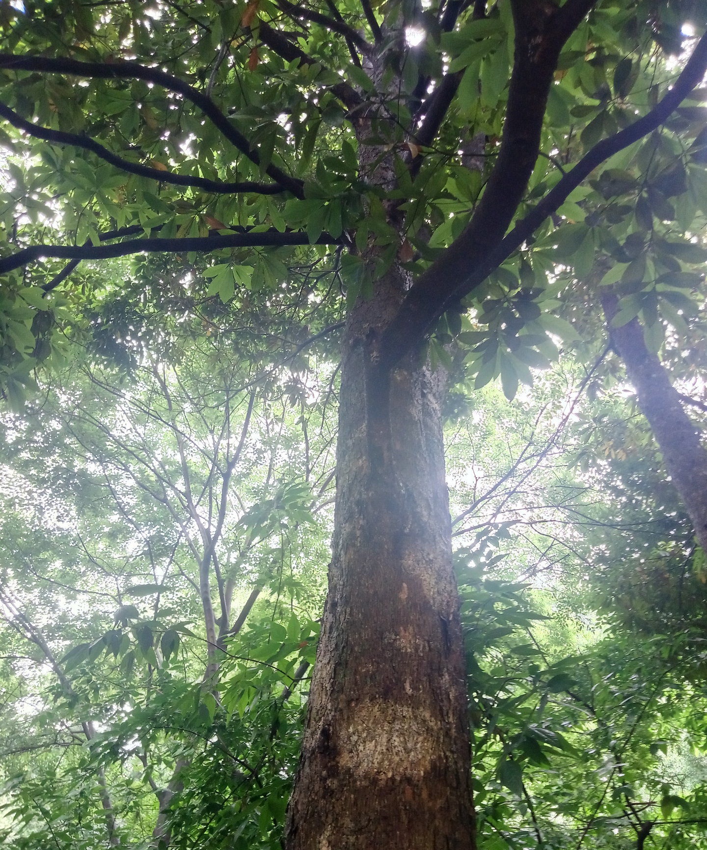 桢楠木是木材的一种，桢楠木有哪些用途？