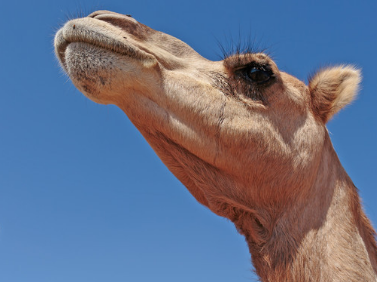 骆驼的拼音是什么