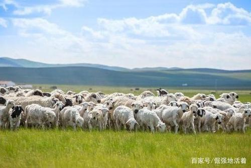 蒙古国的3万只羊终于到达我国，这些羊的后续查验情况怎么样了？