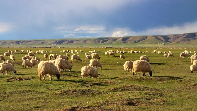 蒙古国的3万只羊终于到达我国，这些羊的后续查验情况怎么样了？