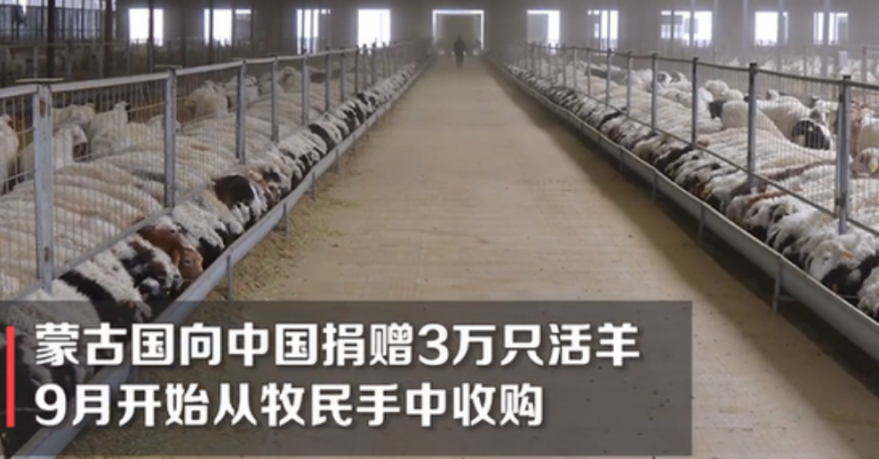 蒙古国捐赠的三万只羊进入隔离区，等待他们的命运是什么？
