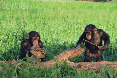 重庆一黑猩猩被评为劳模，这是咋回事？