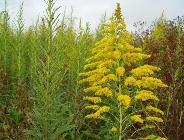 湖北、江西等地出现“加拿大一枝黄花”，为什么这种花被称为生态杀手？