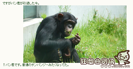 黑猩猩小庞长大后为什么会咬人?黑猩猩小庞现状怎么样去世了吗