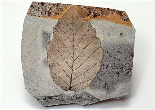 希腊发现2000万年前化石树，经历万年这棵树为何还能保存的完好无损？