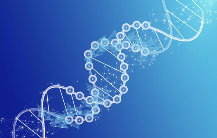 基因的蛋白质编码序列是什么序列?