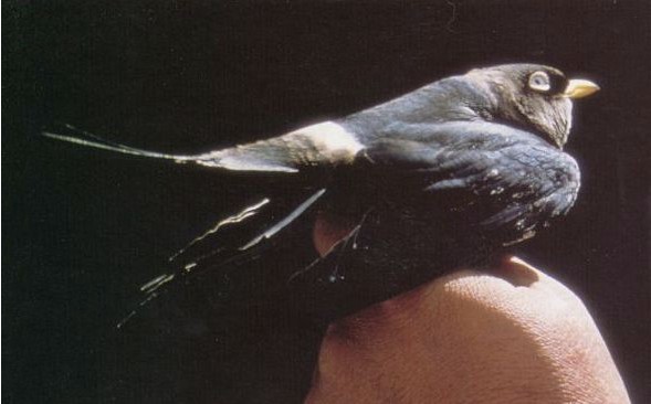 白眼河燕的外形特征