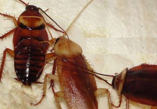 家里为什么突然会有很多蟑螂？