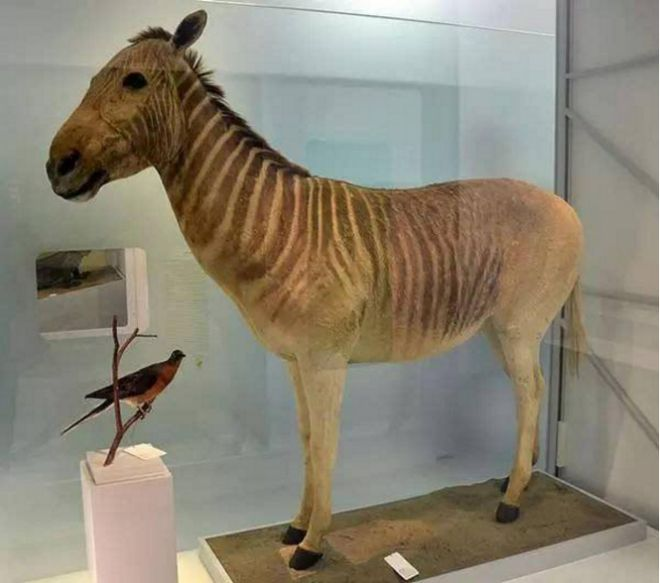 河南一动物园被指用驴充当斑马，园方：想培养斑驴，什么是斑驴？