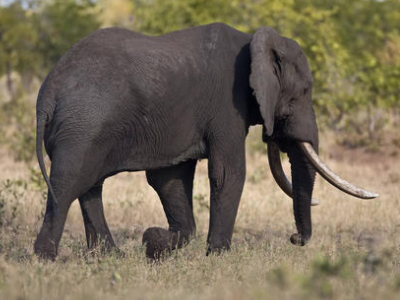 游客喂大象时被卷起暴摔，是什么导致大象情绪变化的？