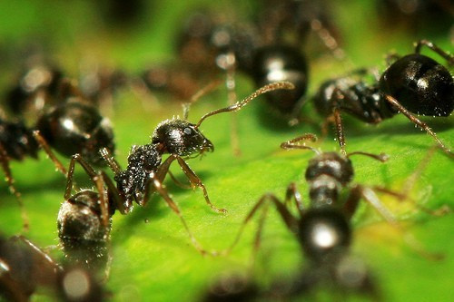 家里有蚂蚁怎么办能除根