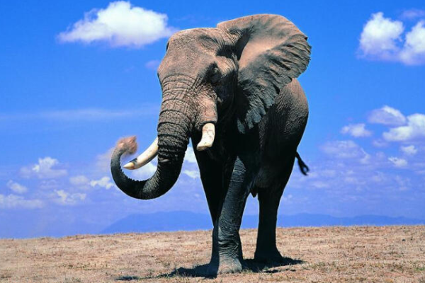 大象用鼻子吸水，为什么从来不会被呛到？