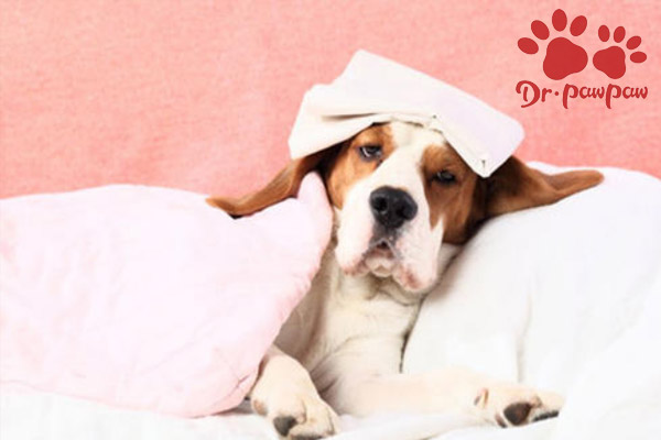 宠物感冒常见原因、症状及治疗方法