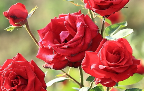 红色玫瑰花代表什么意思