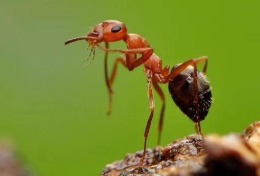 灭蚂蚁最有效的土方法