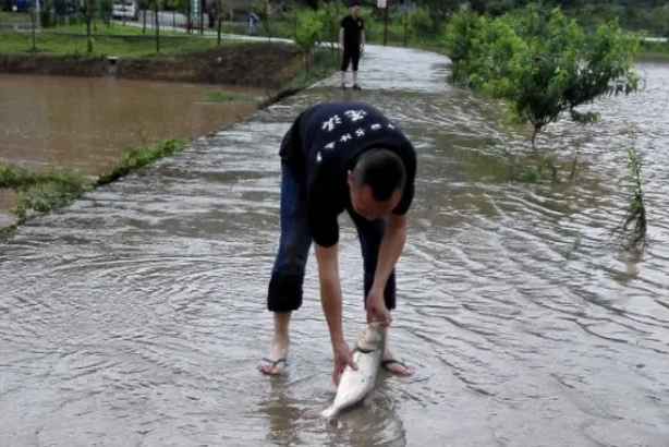 四川达州暴雨！大鱼游上街头四处乱窜！洪水中的鱼可以打捞来吃吗？