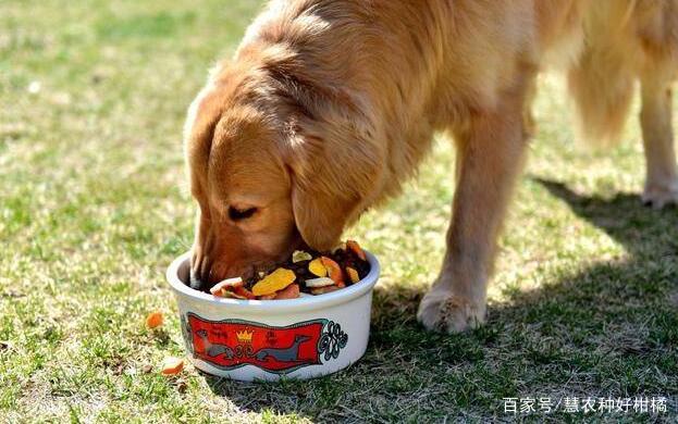 金毛犬吃什么狗粮好呢？