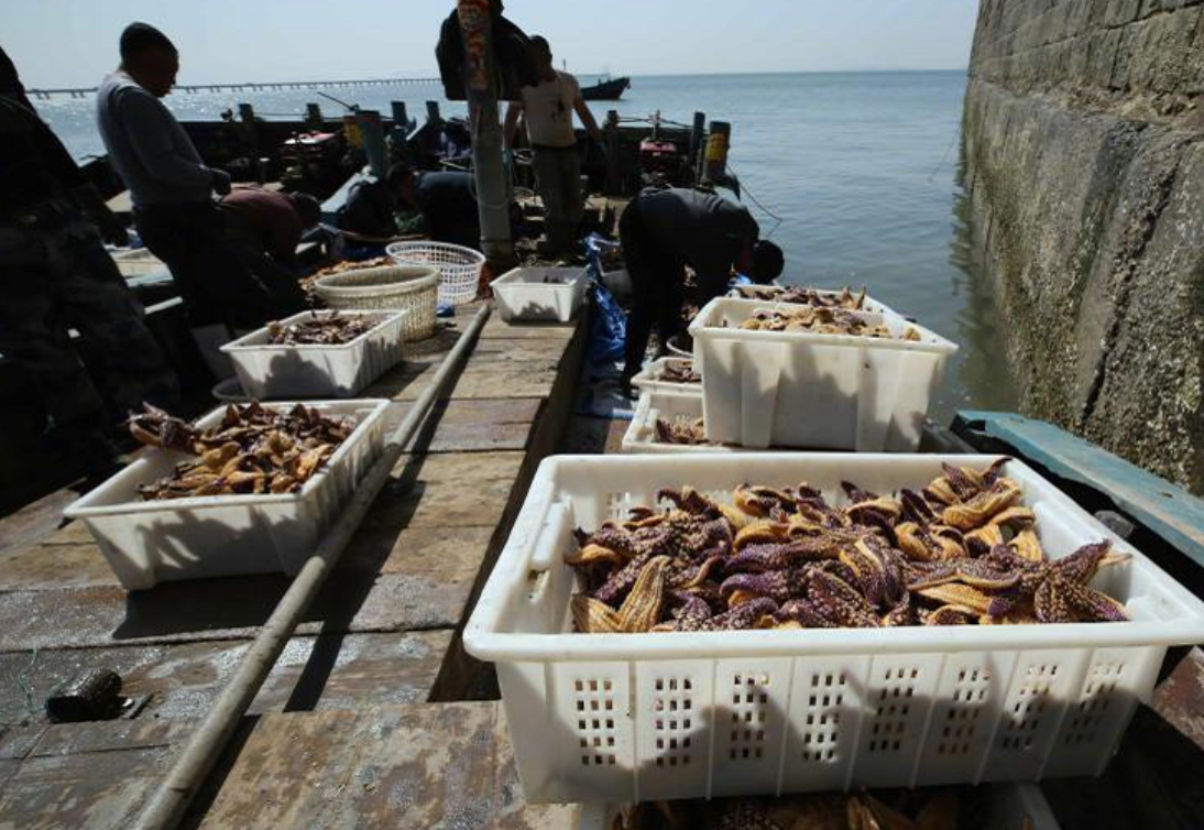 青岛胶州湾捕杀海星45万斤，一斤4元热销，泛滥的海星是福是祸？