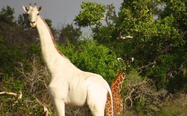 世界上有白色的长颈鹿吗？