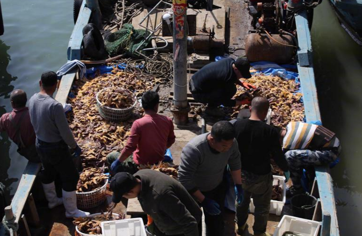 青岛胶州湾捕杀海星45万斤，一斤4元热销，泛滥的海星是福是祸？