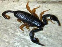 蝎子养殖技术有哪些？