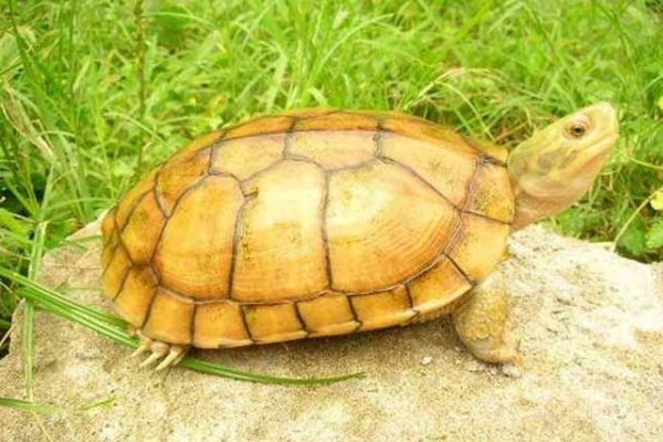 越南种石金钱龟是不是国家保护动物?