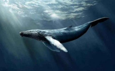 鲸落的寓意和象征是什么？
