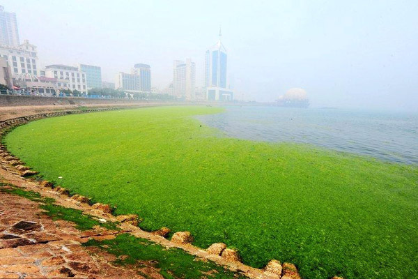 青岛浒苔可能会长期存在于近海，什么是浒苔？