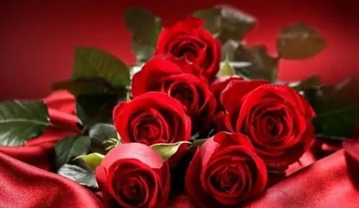 七夕情人节玫瑰花多少钱一朵？
