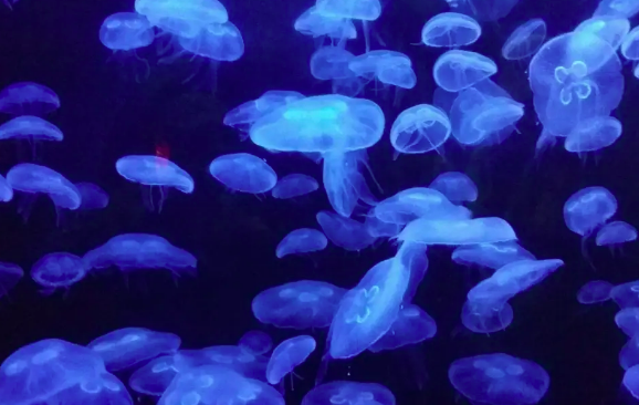 以色列发电站出现数千只蓝色水母会引发什么后果？