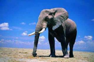 突发！非洲350头大象接连离奇死亡？