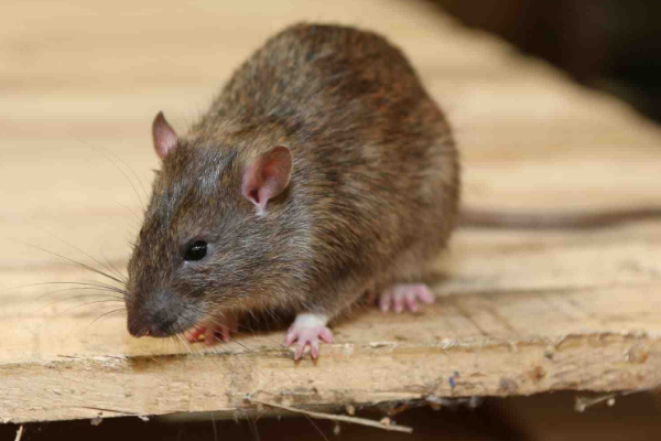内蒙古再通报一例鼠疫死亡事件，鼠疫致死率有多高？