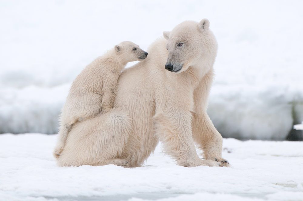 北极熊皮肤的颜色是什么？