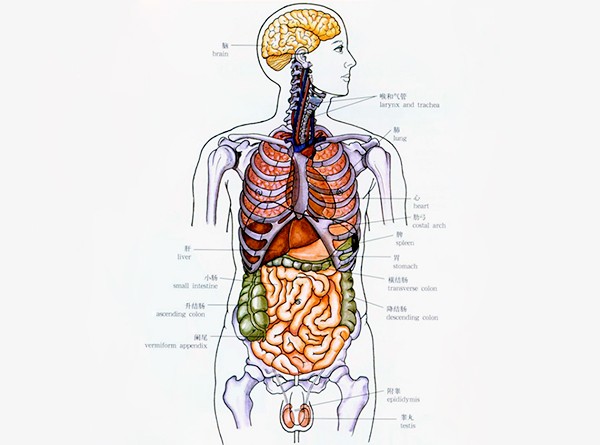 人的器官分布图？