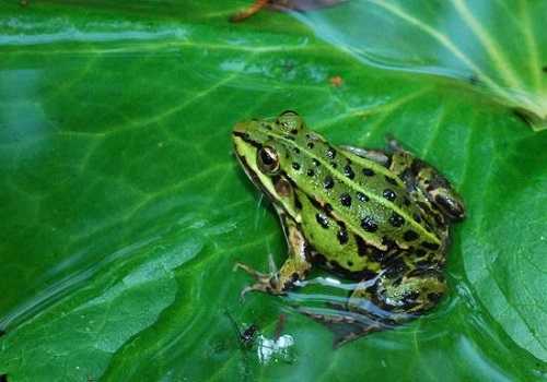 武汉菜场商户卖野生青蛙，怎样区别野生和养殖的呢？