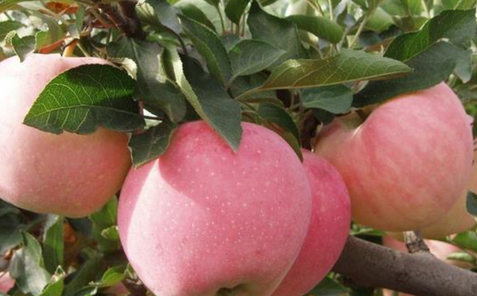 红富士苹果是产自中国的品种吗?